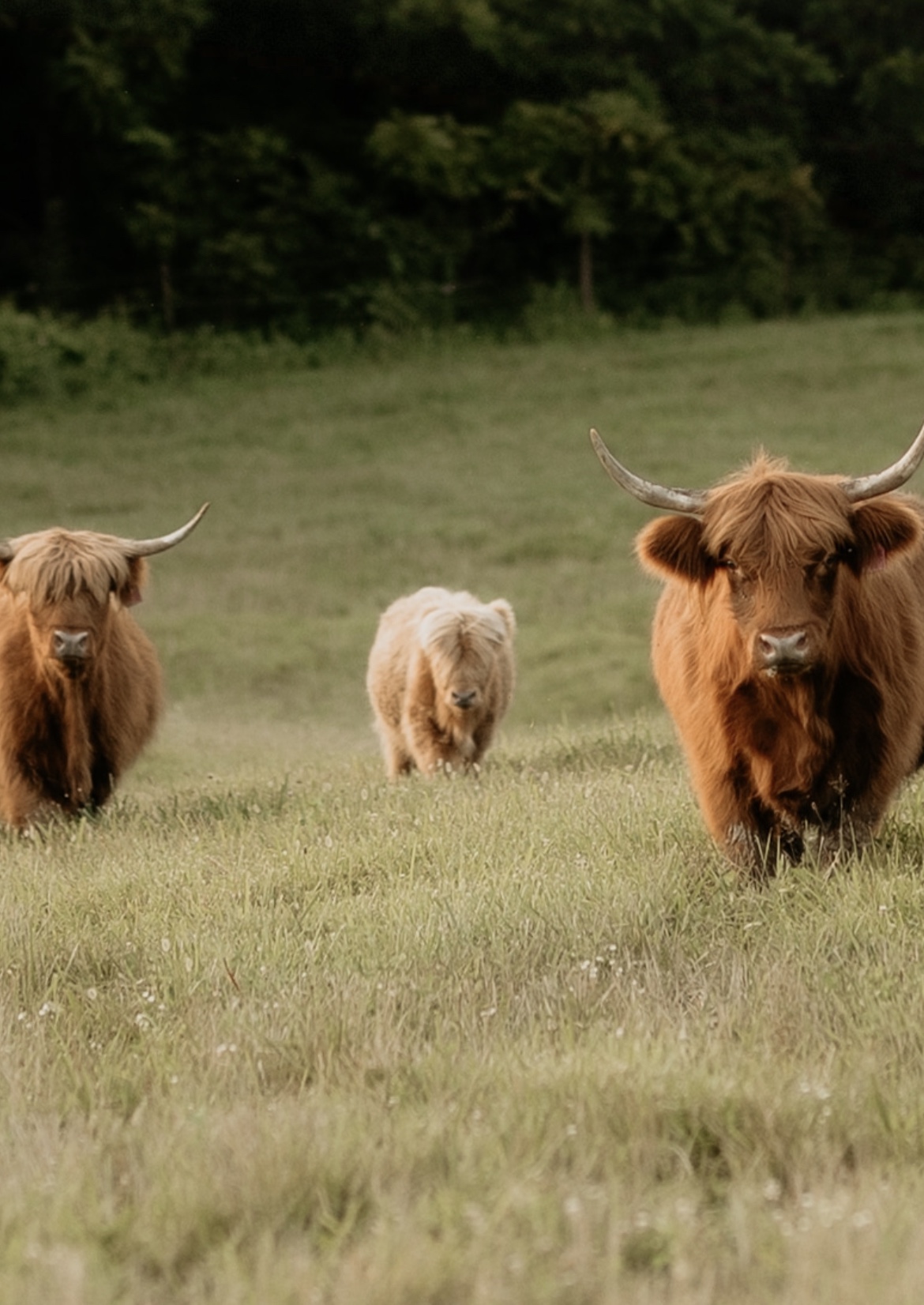 Raising Scottish Highland Cattle – Dylan Farms